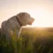 What Do Vets Do with Dead Dogs? Compassionate Aftercare Options