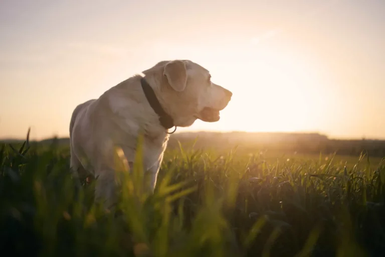 What Do Vets Do with Dead Dogs? Compassionate Aftercare Options