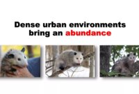 What Do Possums Eat in the Wild? Natural Diets and Survival Habits