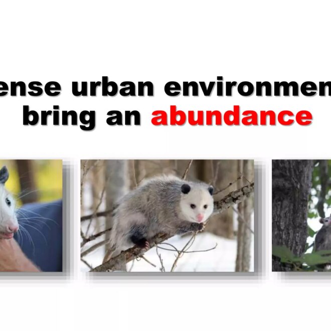 What Do Possums Eat in the Wild? Natural Diets and Survival Habits