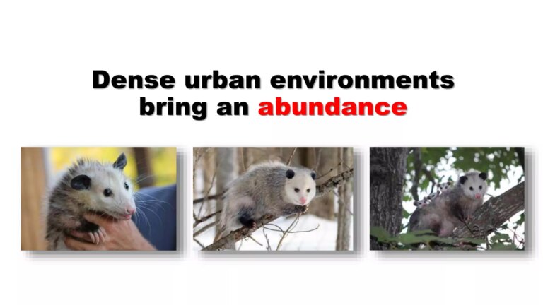 What Do Possums Eat in the Wild? Natural Diets and Survival Habits