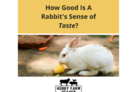 What Do Rabbits Taste Like? Flavor Profile and Cooking Insights