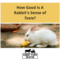 What Do Rabbits Taste Like? Flavor Profile and Cooking Insights