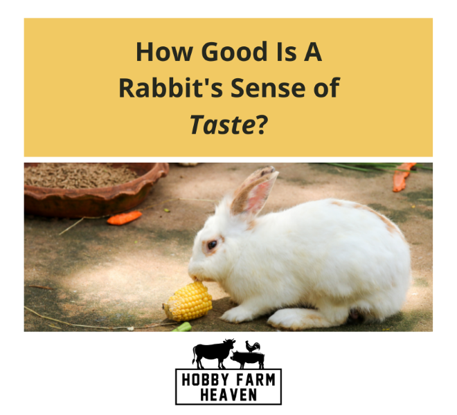 What Do Rabbits Taste Like? Flavor Profile and Cooking Insights