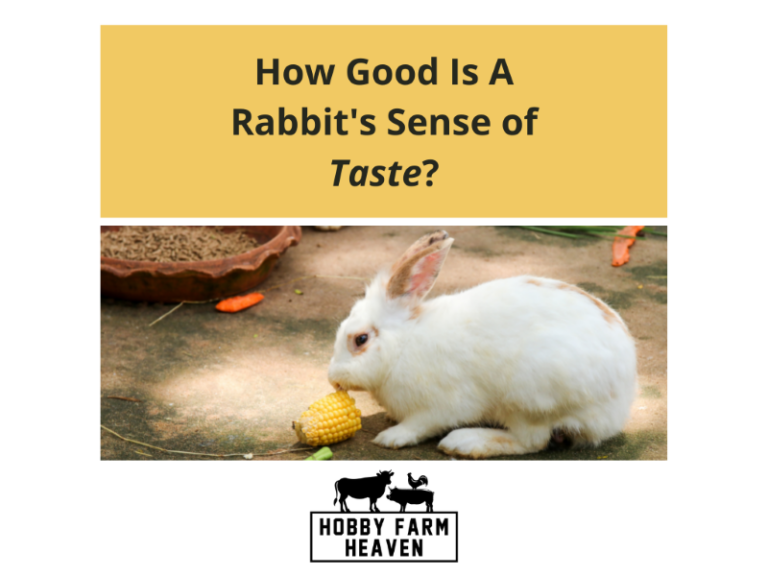What Do Rabbits Taste Like? Flavor Profile and Cooking Insights