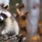 What Do Raccoons Hate? Natural Repellents That Actually Work