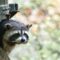 What Do Raccoon Droppings Look Like? How to Identify Backyard Pests