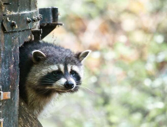 What Do Raccoon Droppings Look Like? How to Identify Backyard Pests