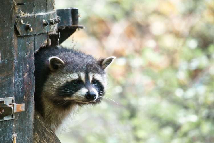 What Do Raccoon Droppings Look Like? How to Identify Backyard Pests