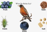 What Do Baby Robins Eat? Feeding Habits and Nest Care