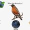 What Do Baby Robins Eat? Feeding Habits and Nest Care