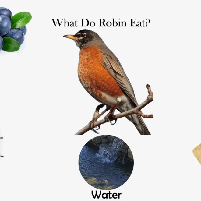 What Do Baby Robins Eat? Feeding Habits and Nest Care
