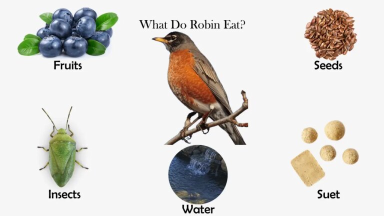 What Do Baby Robins Eat? Feeding Habits and Nest Care