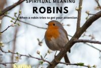 What Do Robins Symbolise? Cultural Legends and Hidden Messages