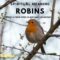 What Do Robins Symbolise? Cultural Legends and Hidden Messages