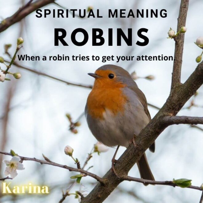 What Do Robins Symbolise? Cultural Legends and Hidden Messages