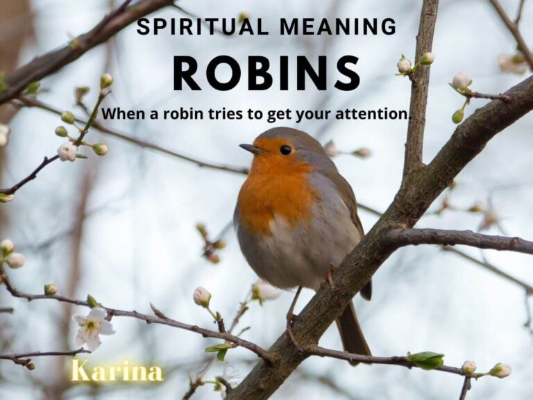 What Do Robins Symbolise? Cultural Legends and Hidden Messages