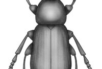 What Do Beetles Look Like? Common Species Identification Guide