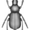What Do Beetles Look Like? Common Species Identification Guide