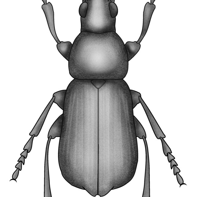 What Do Beetles Look Like? Common Species Identification Guide