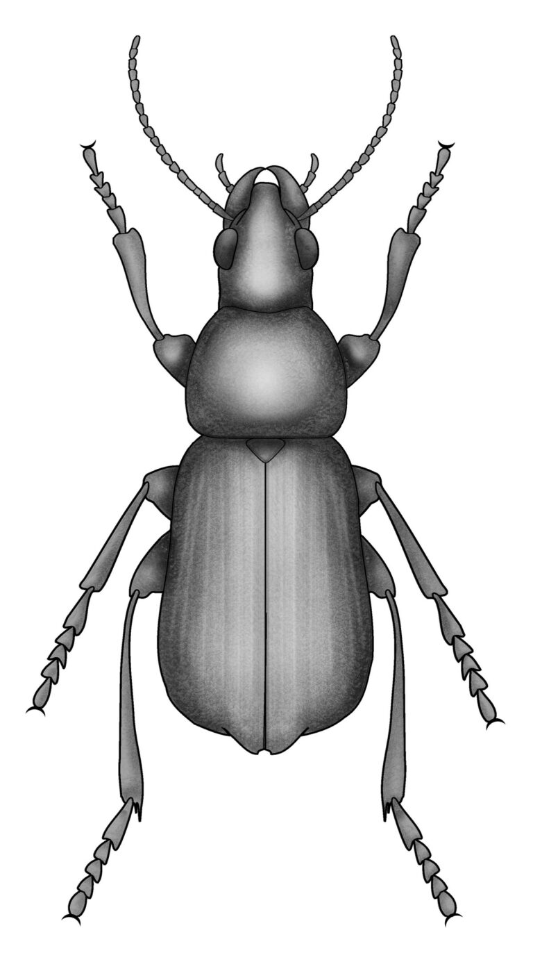 What Do Beetles Look Like? Common Species Identification Guide