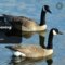 What Do Geese Symbolize? Loyalty Travel and Spiritual Meaning