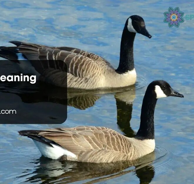 What Do Geese Symbolize? Loyalty Travel and Spiritual Meaning