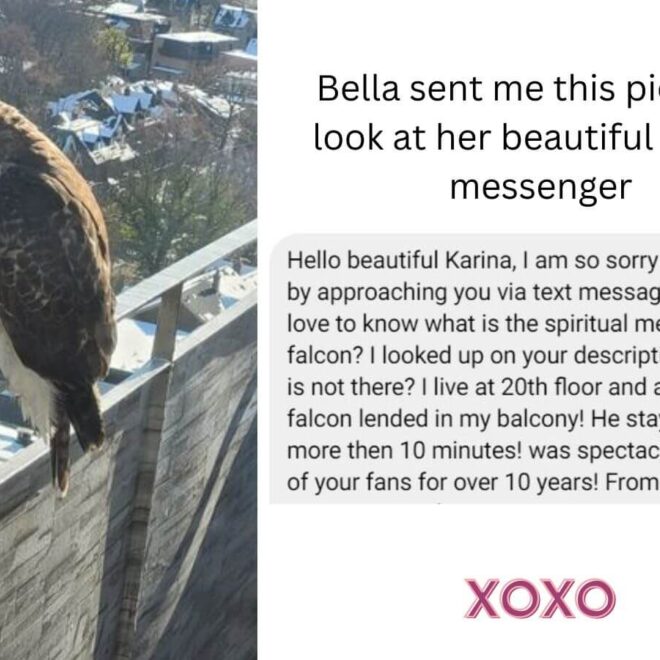 What Do Falcons Represent? Power Vision and Spiritual Meaning