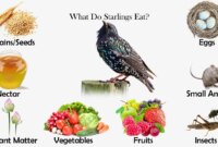 What Do Starlings Eat? Backyard Diets and Feeding Habits