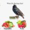 What Do Starlings Eat? Backyard Diets and Feeding Habits