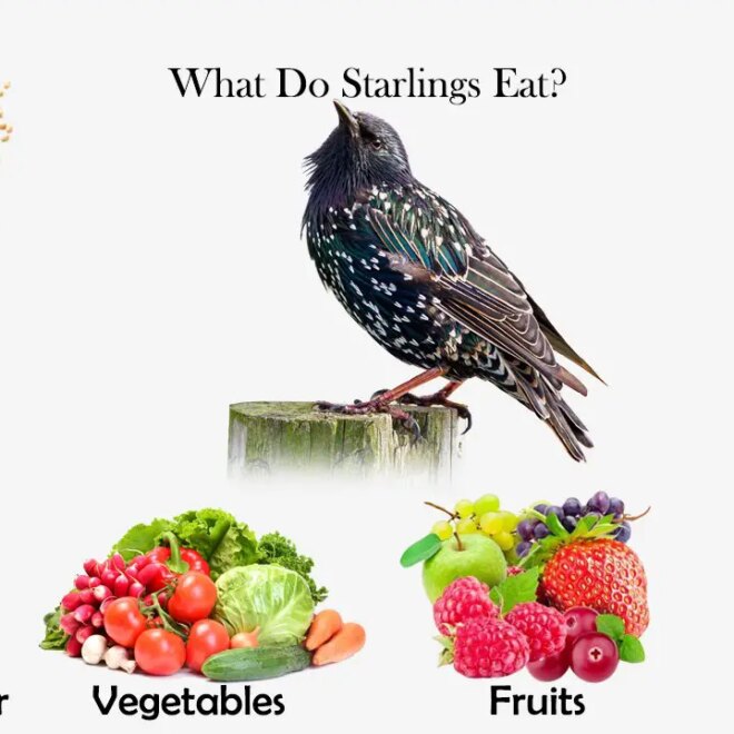 What Do Starlings Eat? Backyard Diets and Feeding Habits