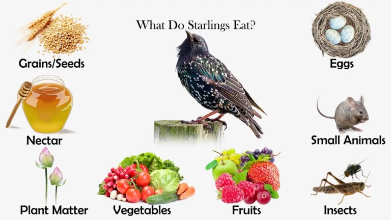What Do Starlings Eat? Backyard Diets and Feeding Habits