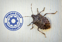 What Do Stink Bugs Do? Behavior Damage and Prevention Tips