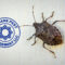 What Do Stink Bugs Do? Behavior Damage and Prevention Tips