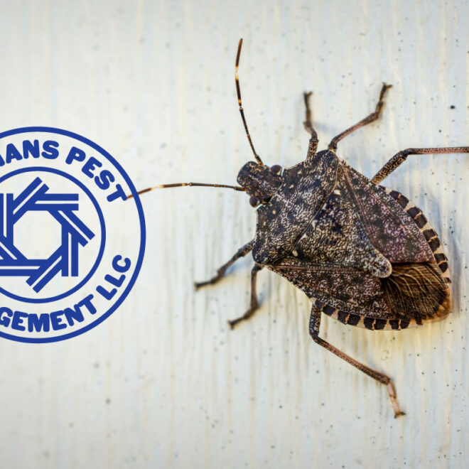 What Do Stink Bugs Do? Behavior Damage and Prevention Tips