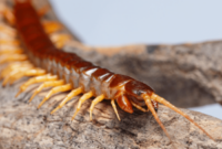 What Do Centipedes Represent? Transformation Energy and Symbolism
