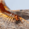 What Do Centipedes Represent? Transformation Energy and Symbolism