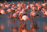 What Do Flamingos Represent? Love Balance and Symbolism