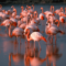 What Do Flamingos Represent? Love Balance and Symbolism