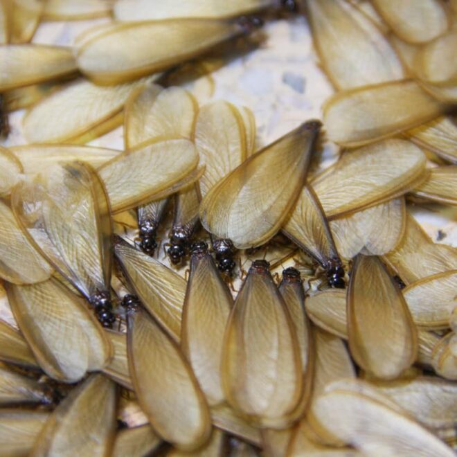 What Do Termites Look Like with Wings? How to Spot a Swarm Fast