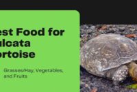 What Do Tortoises Eat? Proper Diet and Feeding Schedule Guide