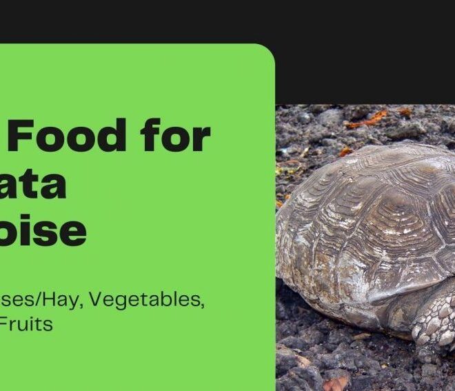 What Do Tortoises Eat? Proper Diet and Feeding Schedule Guide