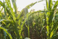 What Do Army Worms Look Like? How to Identify Crop-Damaging Pests