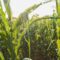 What Do Army Worms Look Like? How to Identify Crop-Damaging Pests
