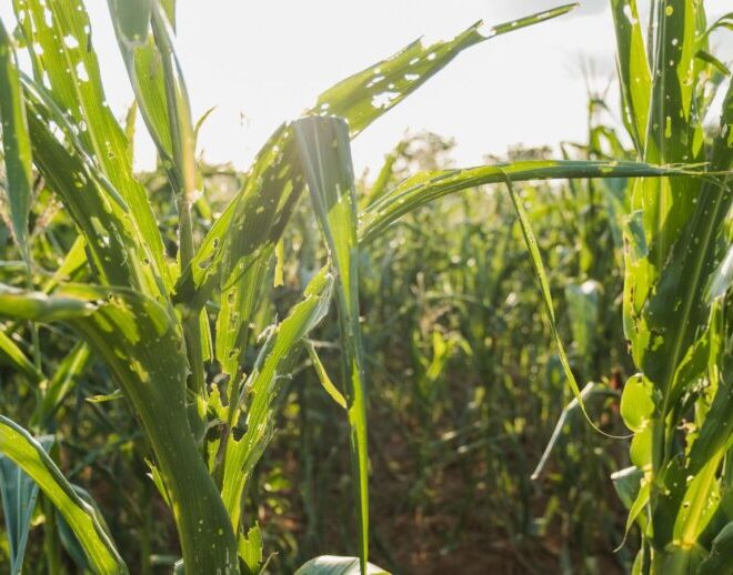 What Do Army Worms Look Like? How to Identify Crop-Damaging Pests
