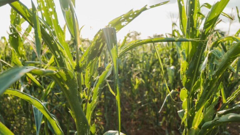 What Do Army Worms Look Like? How to Identify Crop-Damaging Pests