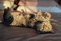 What Do Mites Look Like on Cats? Signs Photos and Treatment