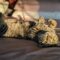 What Do Mites Look Like on Cats? Signs Photos and Treatment