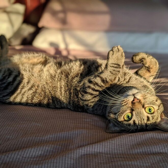 What Do Mites Look Like on Cats? Signs Photos and Treatment