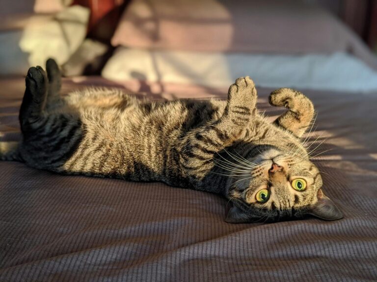 What Do Mites Look Like on Cats? Signs Photos and Treatment
